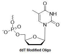 Bio-Synthesis Inc. Oligo Structure